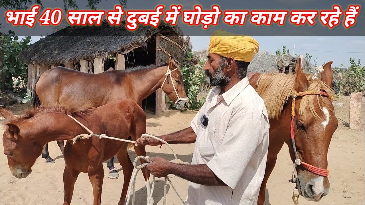 40 साल से दुबई में घोड़ा-घोडी का काम करते हैं #सिंधी घोड़ी ओर बच्ची बिक्री पर #forsale