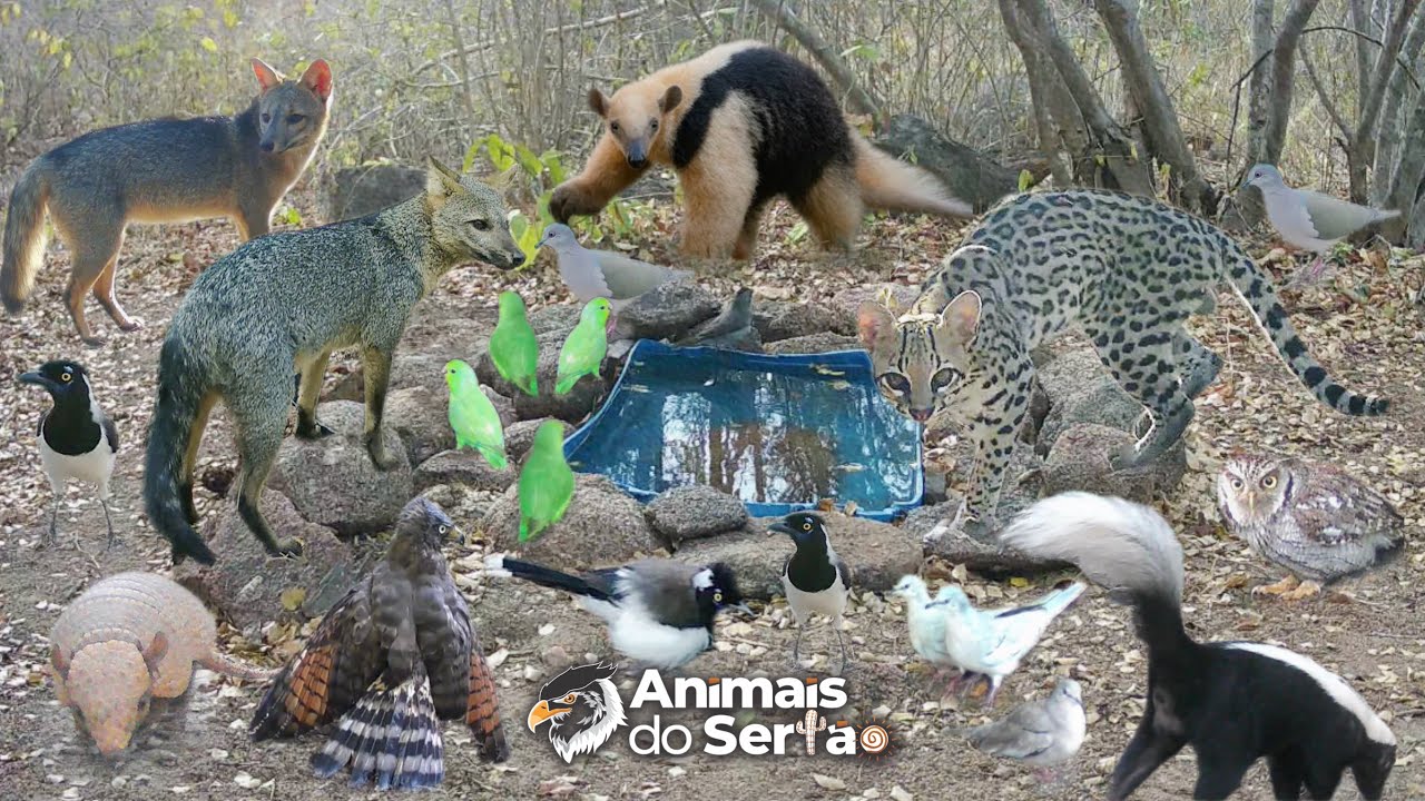 A MAIOR DIVERSIDADE DE ANIMAIS JÁ FILMADA AQUI