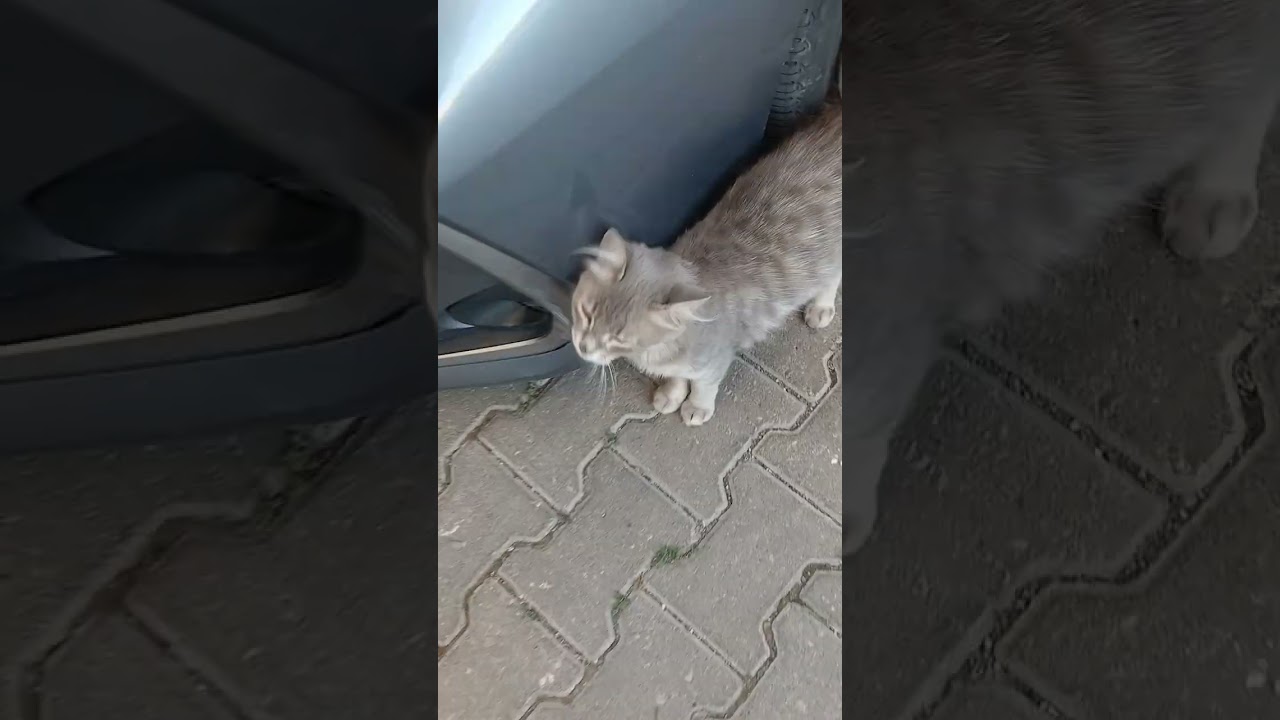 Kedi sevme