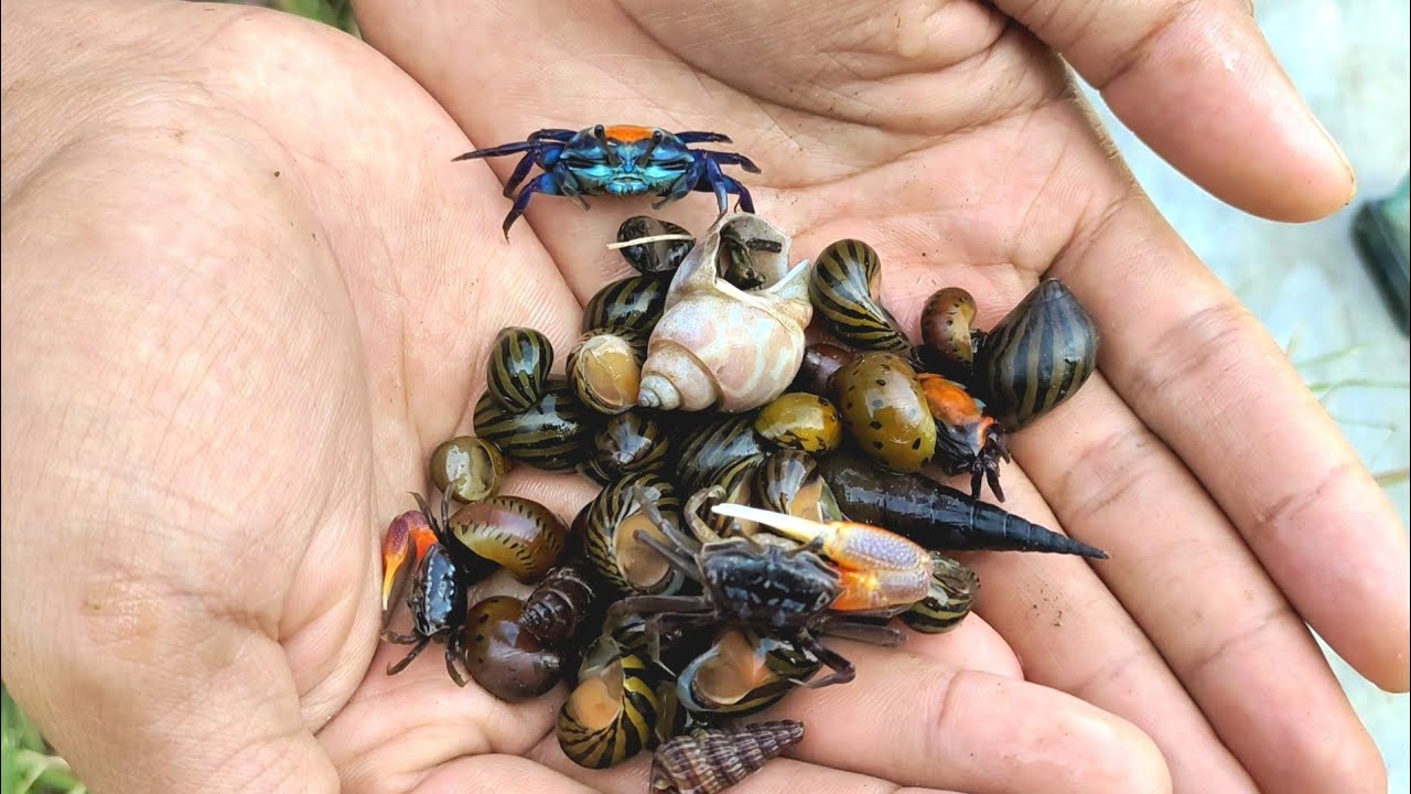 hunting semua hewan diselokan ada kepiting biru kelomang keong hias