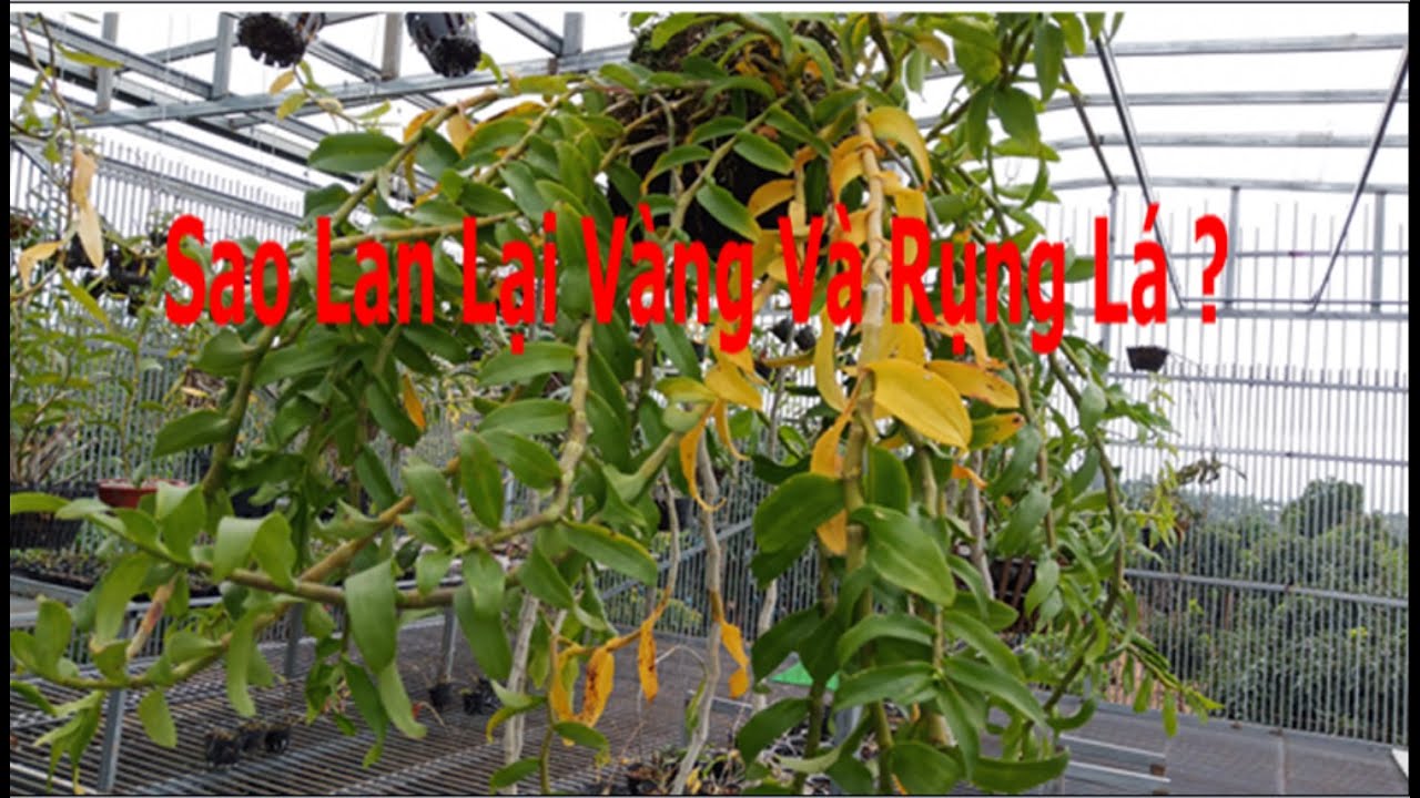 Sao Lan Lại Vàng Và Rụng Hết Lá