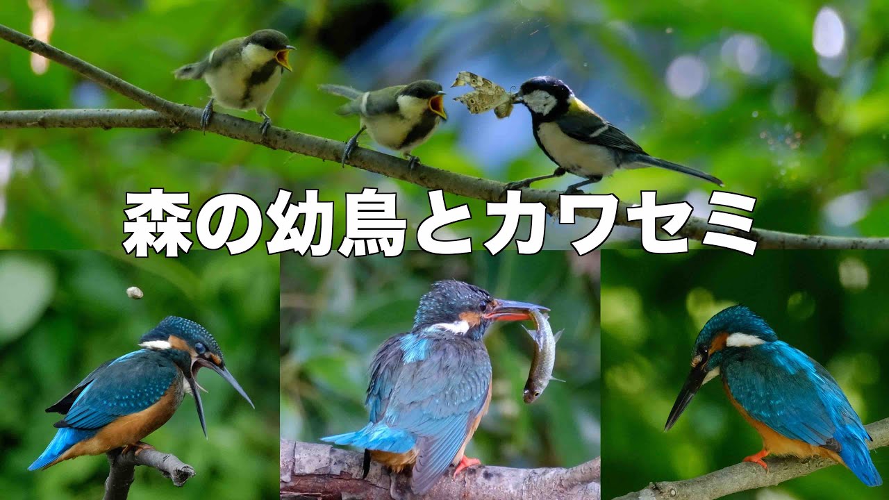 6月4日 今日もカワセミは面白かった 水元公園探鳥