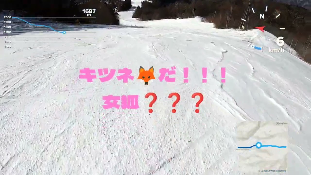 野麦峠スキー場⛷️キツネ🦊を追走!!!速いしっ！追いつけませんでしたwww　チャンピオン～立て水の坂～ふもと😵‍💫脚ｶﾞｸｶﾞｸ