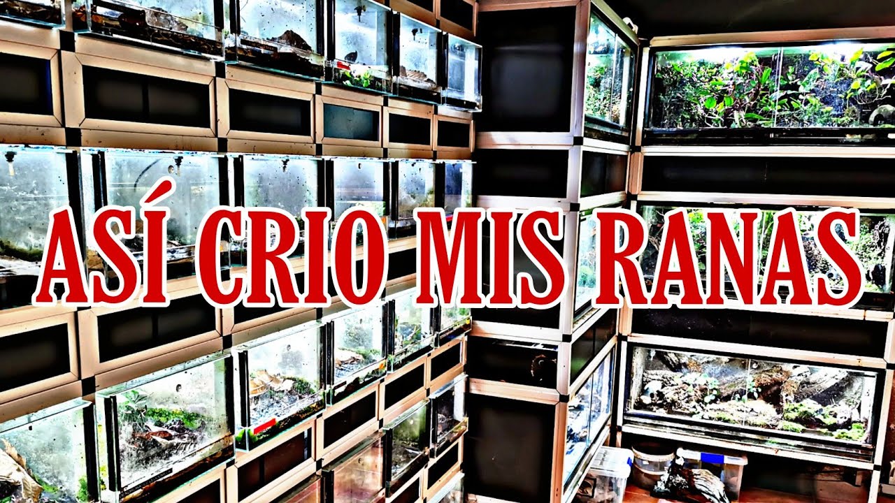 VOLVEMOS a ponernos a FULL! NUESTRAS INSTALACIONES DE CRIA!!! 😊😊😊
