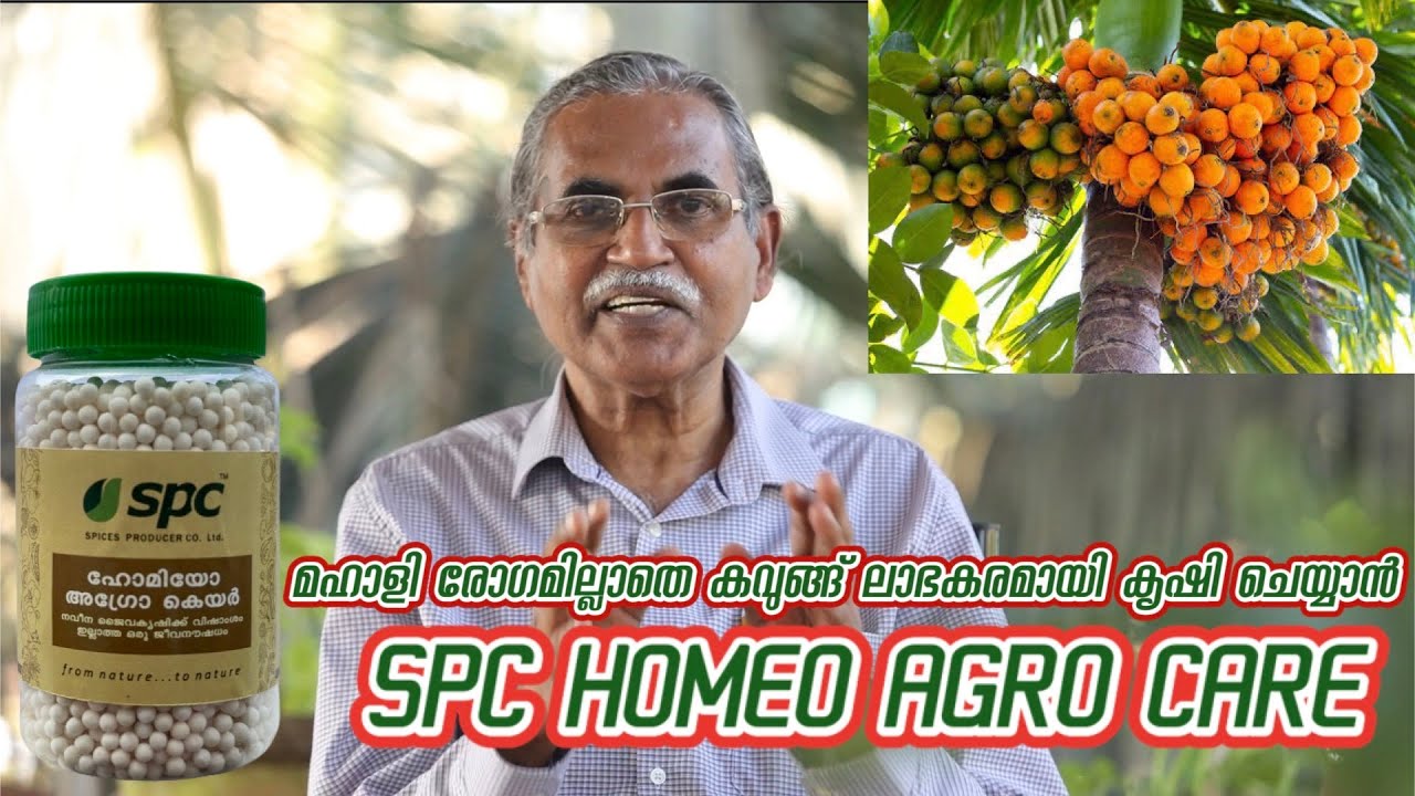 മഹാളി രോഗം ഇല്ലാതെ കവുങ്ങ് ലാഭകരമായി വളർത്താൻ SPC Homeo Agro Care