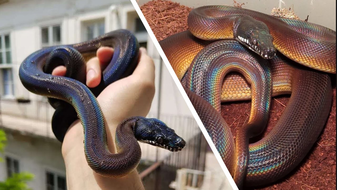 NEW White Lipped Python living Vivarium! (D'Albertis python/Leiopython albertisii)