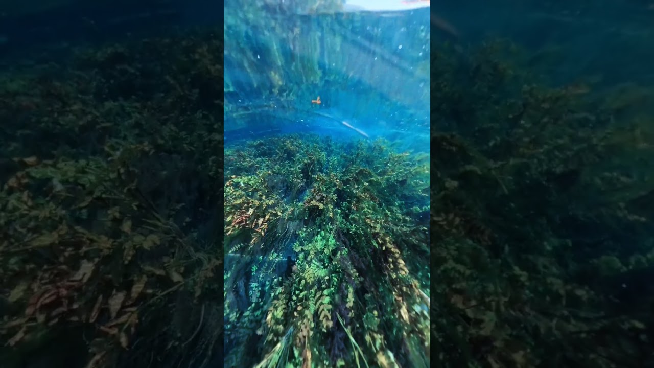Azmak river crystal clear water #underwater #snorkeling #insta360 #freediver #insta360x4