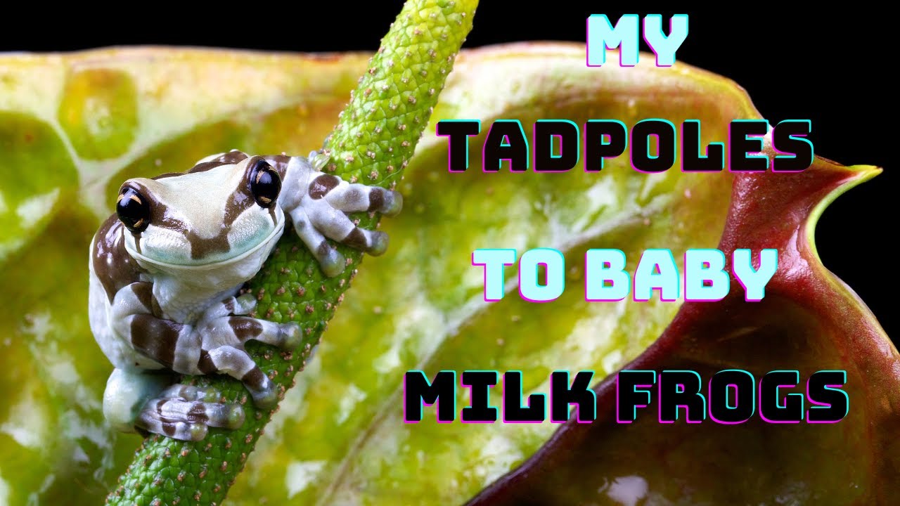 Baby Milk frogs from Tadpoles