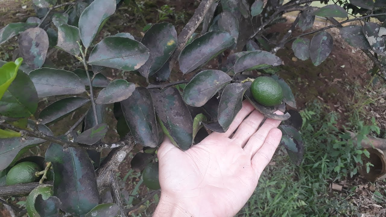 FOLHAS PRETAS NAS PLANTAS , COMO RESOLVER ! COMO ELIMINAR FUMAGINA