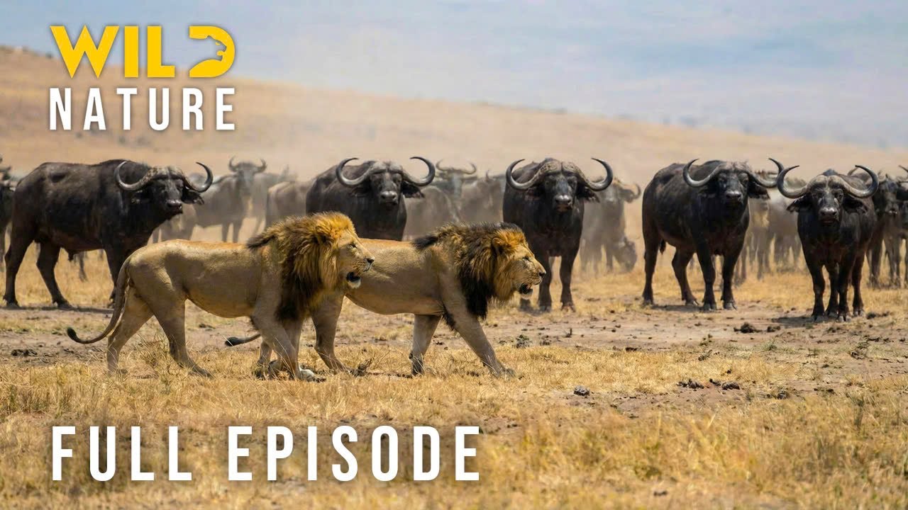 GIANT'S FIGHT – Blood, Sweat, and Primal Survival (Full Episode) | Nature animal documentary