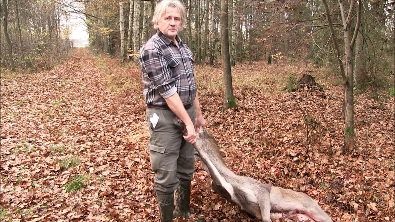 Spotkałem myśliwych -  odcinek 76  Cielak i dzik