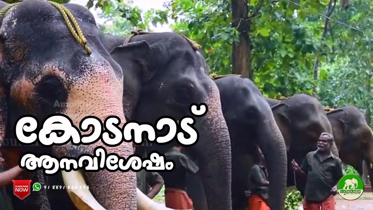 കോടനാട്|kodanadu|തടിപ്പണിയും വഴിയടിയും ആരോഗ്യ സംരക്ഷണത്തിന്|aanatthaara|ആനത്താര