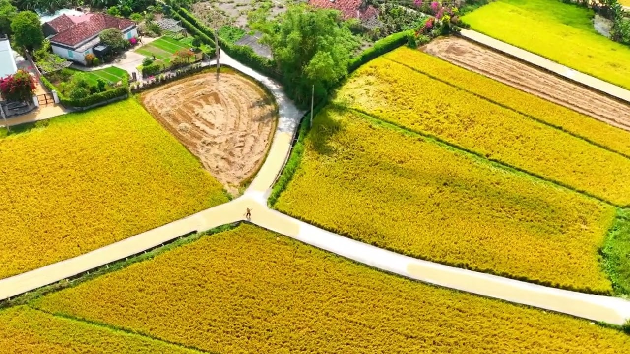 EM ĐI GIỮA BIỂN VÀNG -  KHÁNH CHI | Chỉ là một khoảnh khắc đứng giữa thiên nhiên.