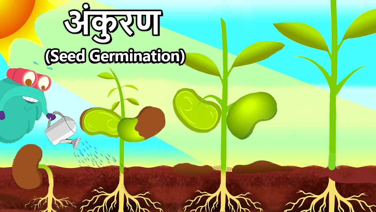 बीज अंकुरण | What Is Seed Germination In Hindi | Germination Of Seeds | Binocs Ki Duniya