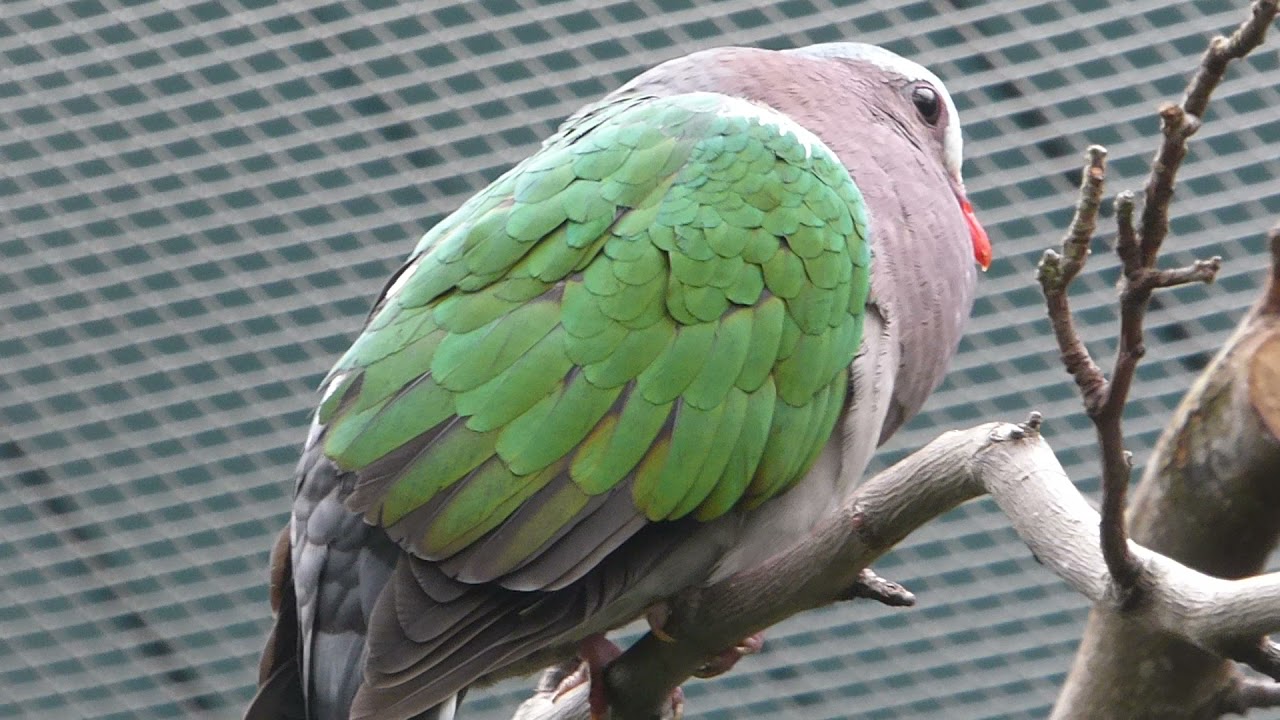 Emerald dove courtship display - mating call