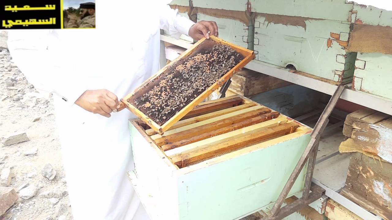 شاهد | التقنيه( 2 )  التقنيات الحديثة في | تربية النحل | مع الاستاذ | خالد المطرفي