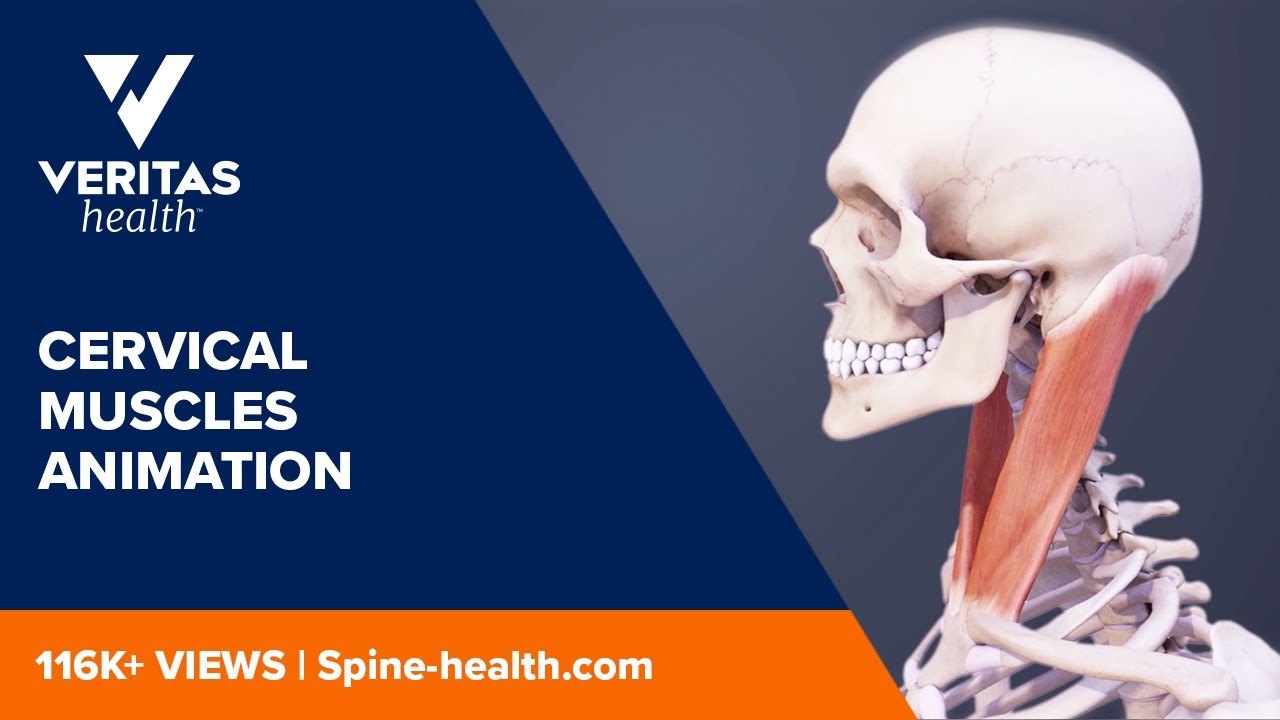 Cervical Muscles Animation