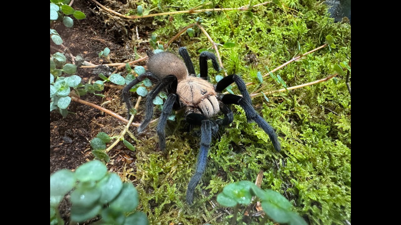 Birupes simoroxigorum, Neon Blue Leg  rehouse and care