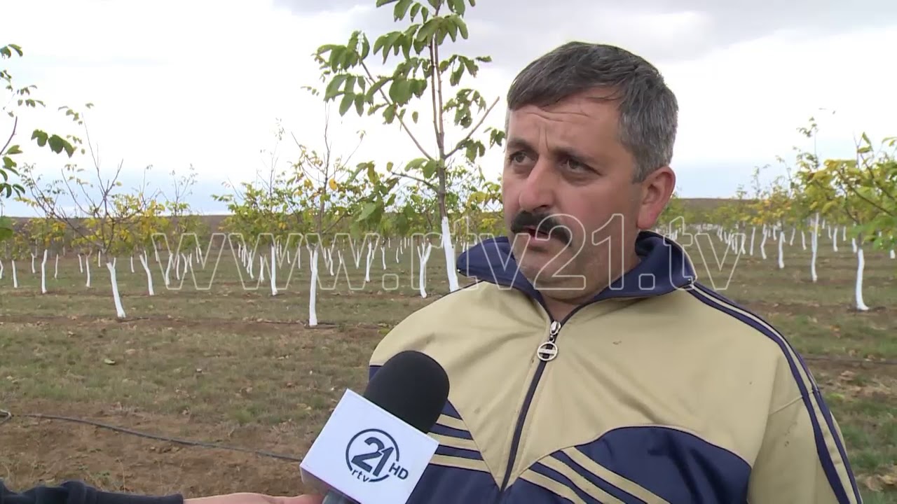 KULTIVUESI I ARRAVE MLEQAN SUHAREKE   10 11 2019