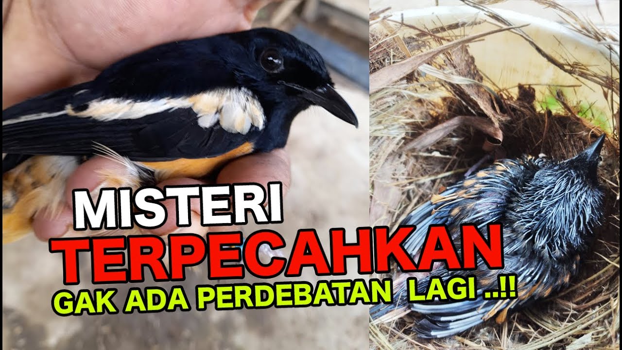 100 % ASLI BURUNG HYBRID - SILANGAN MURAI VS KACER SUDAH TERBUKTI !!