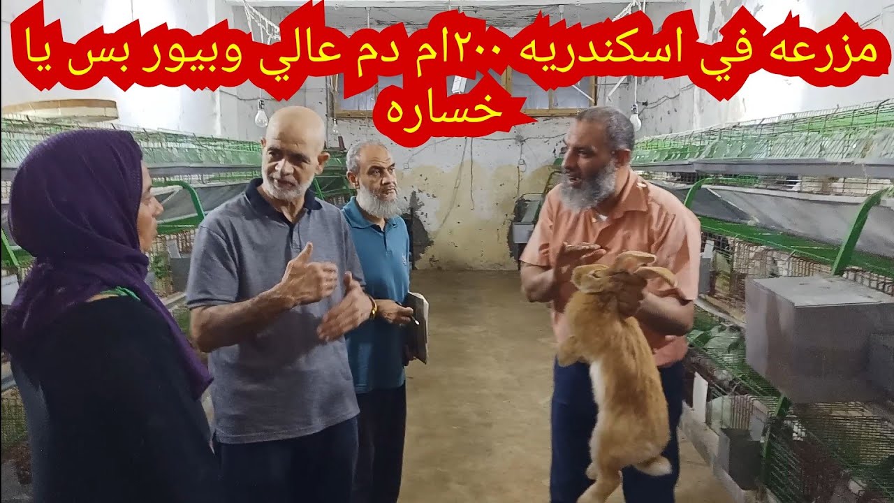 اهم محاضره انا عملتها في تربيه الارانب فيها كل حاجه وبالدليل
