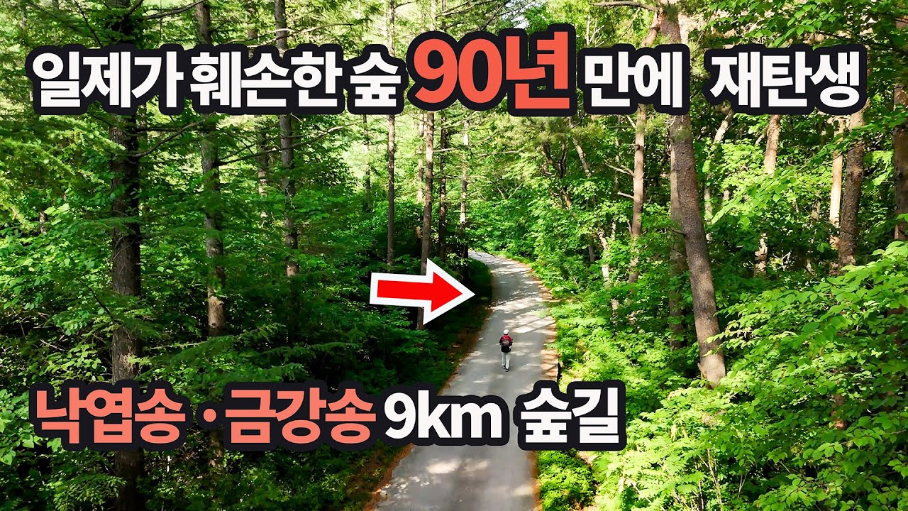 🛑드디어 9km 금강송 낙엽송 숲길 복원🛑정체불명의 고대 사원 ? 진실알고 충격!