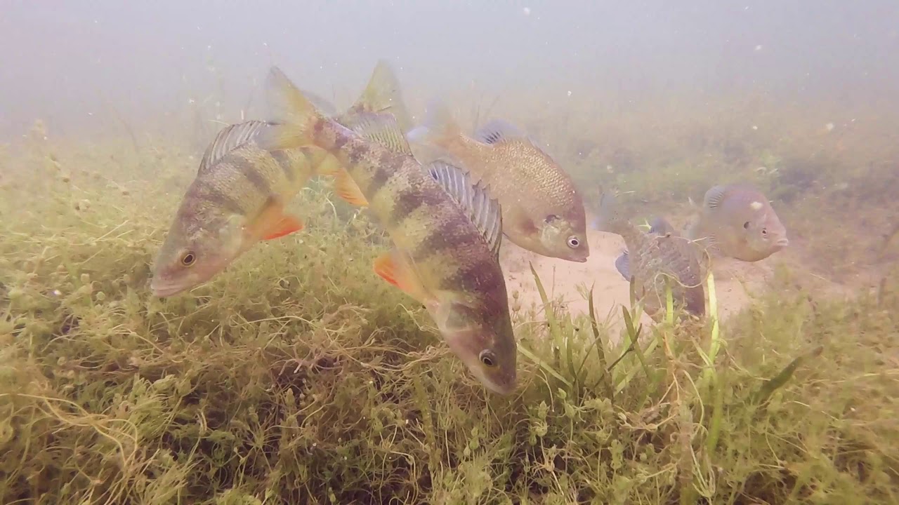Spofford Lake Fish