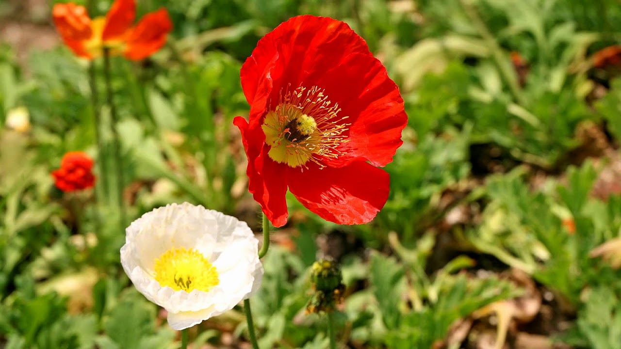 Magnificent Saffron flowers (HD1080p)