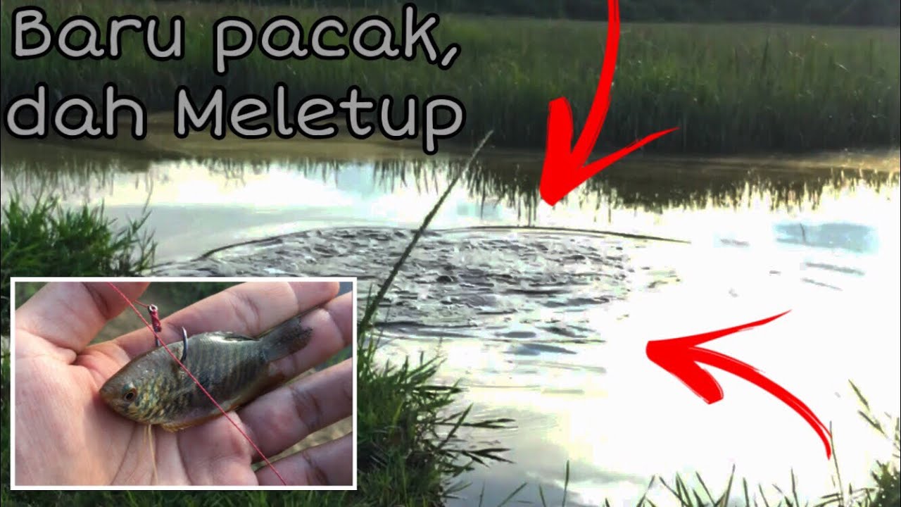 Menajur Ikan Haruan/Gabus (kawasan LUBOK HARUAN)