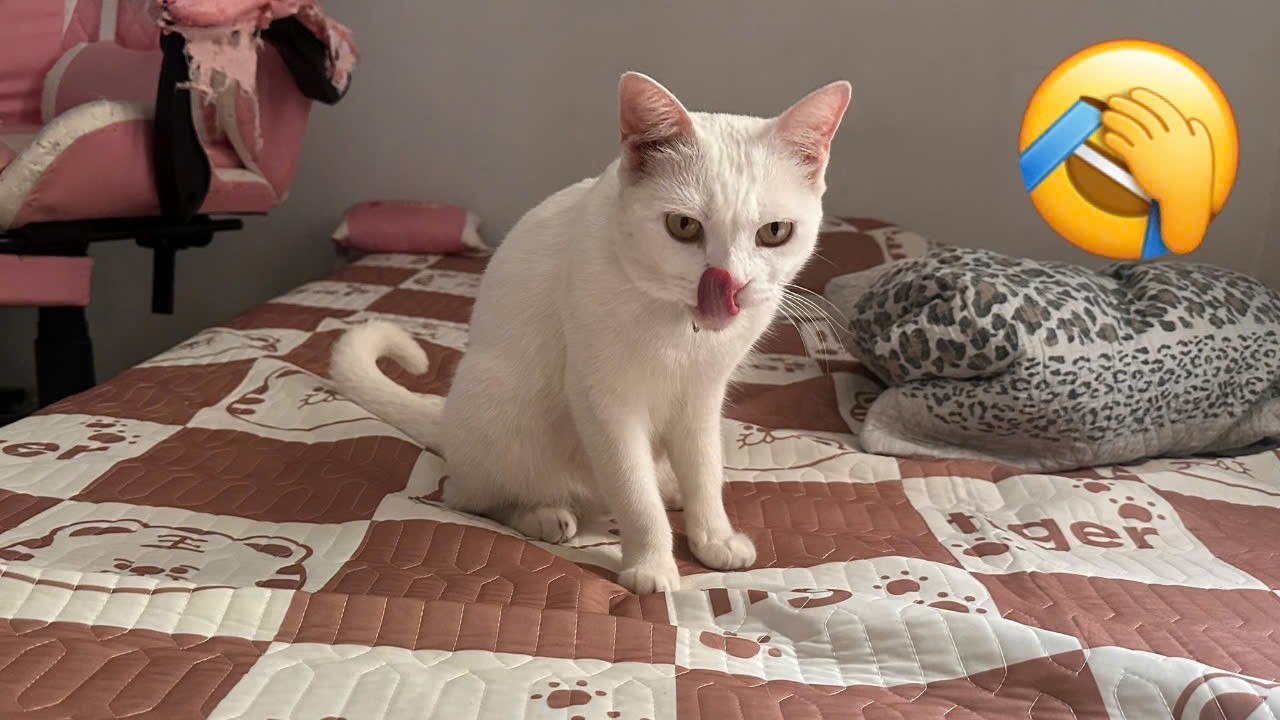 Funniest Cats and Dogs of 2025 😹 You Won’t Stop Laughing! Part 82