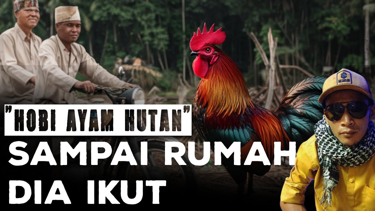 MAIN AYAM HUTAN,BAWA BALIK PAKCIK MUKA HITAM