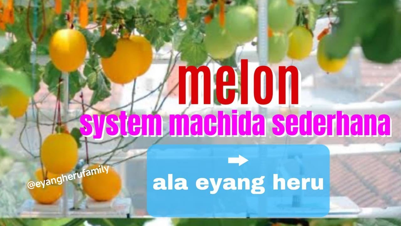 Tanam Melon Sistem Machida Sederhana