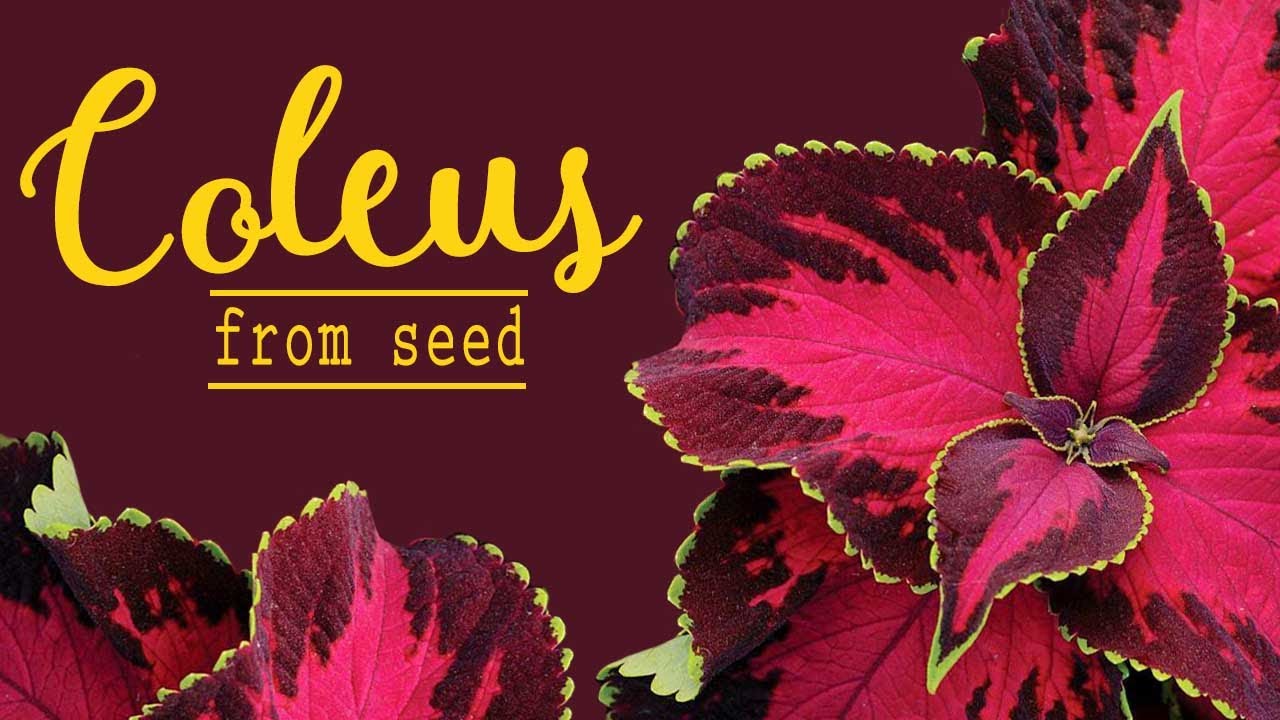 COLEUS PLANTS - Trying them from SEED again 💛🌿💜 Soil & Margaritas
