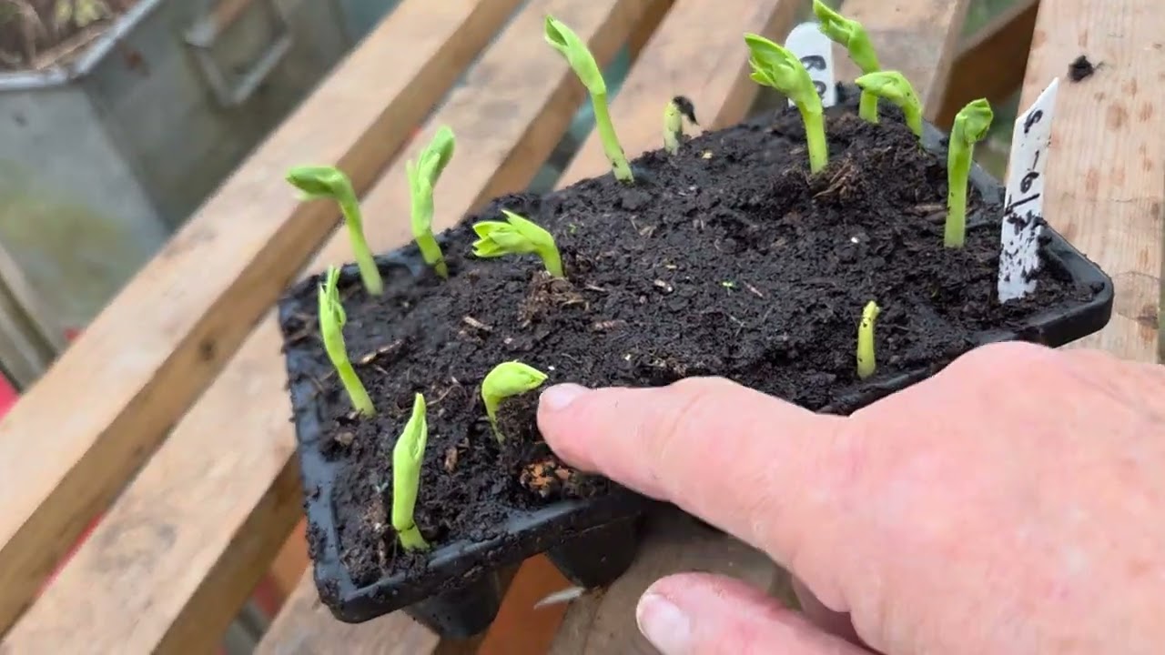 Its time to sort out the greenhouse