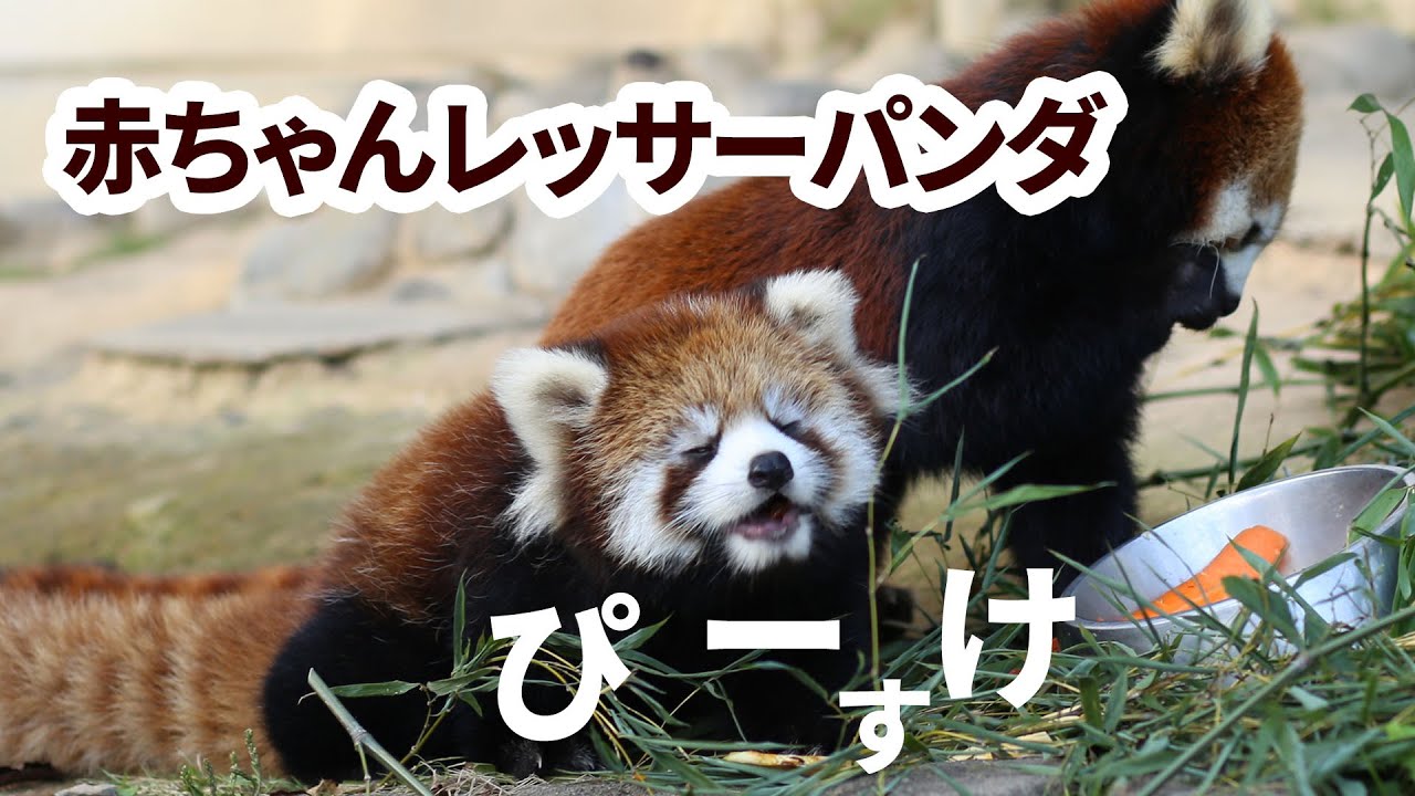 【西山動物園】レッサーパンダの赤ちゃんピースケのお披露目に行ってきたRed panda