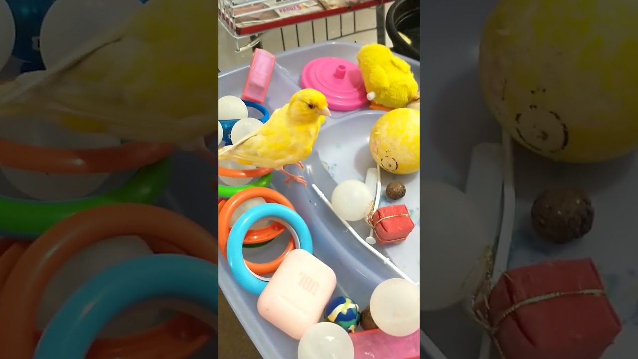 Minhas Aves