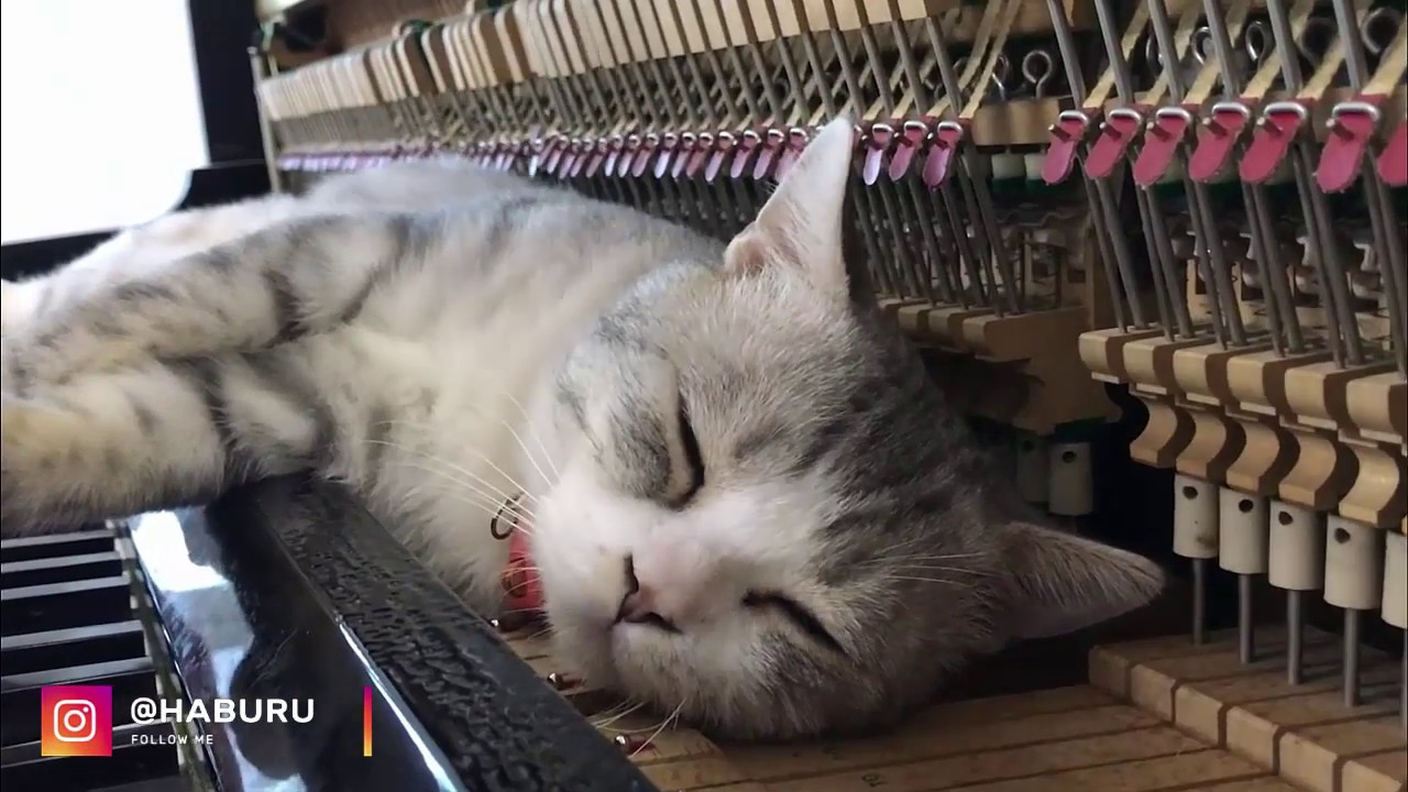 PURR ELISE Piano Meowssage - Dream of Haburu