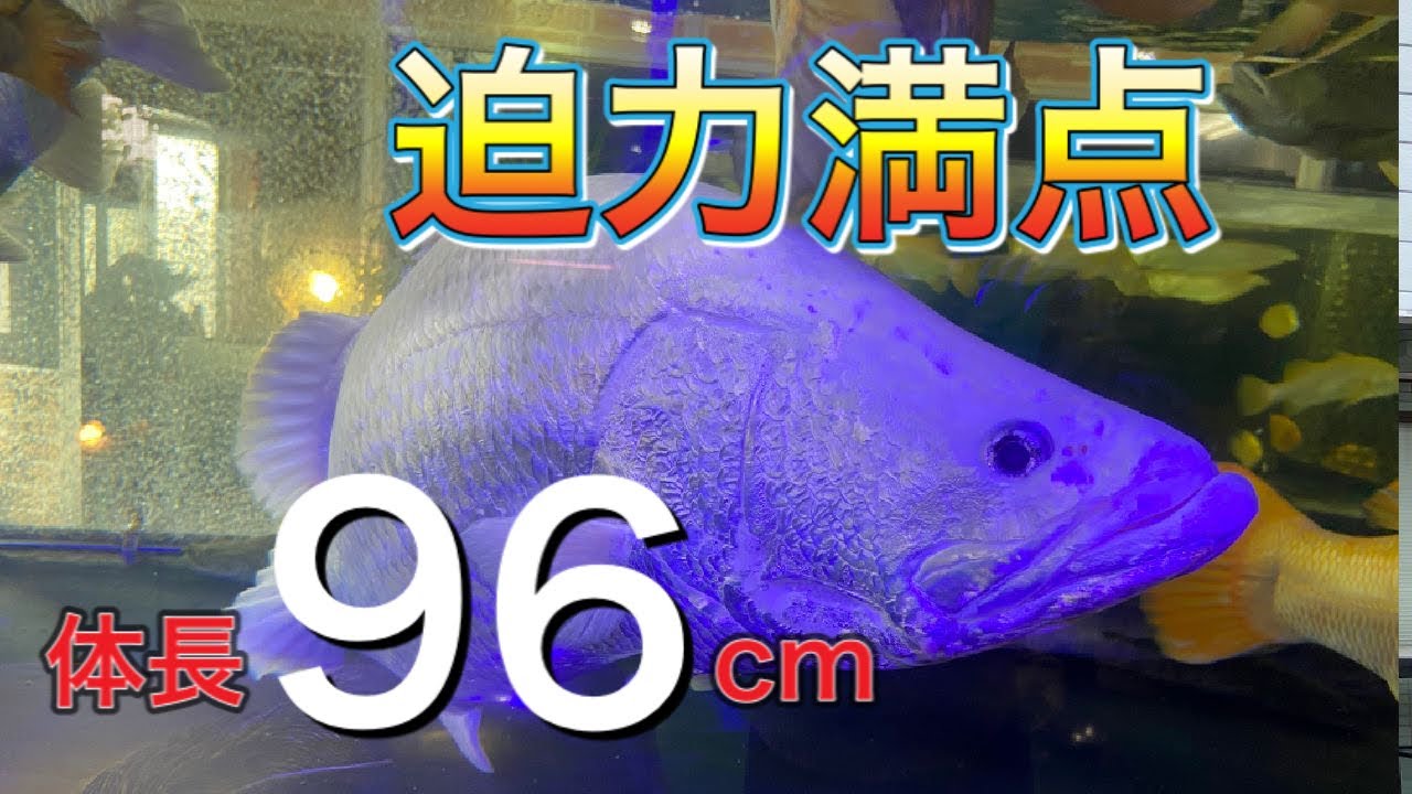 3m水槽に圧倒的巨大魚が泳ぐ！ニワンさんに行ってきました