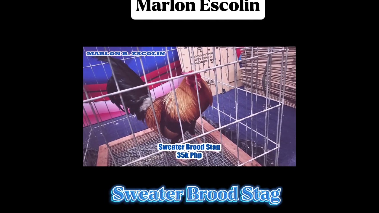 Marlon Escolin Sweater Brood Stag