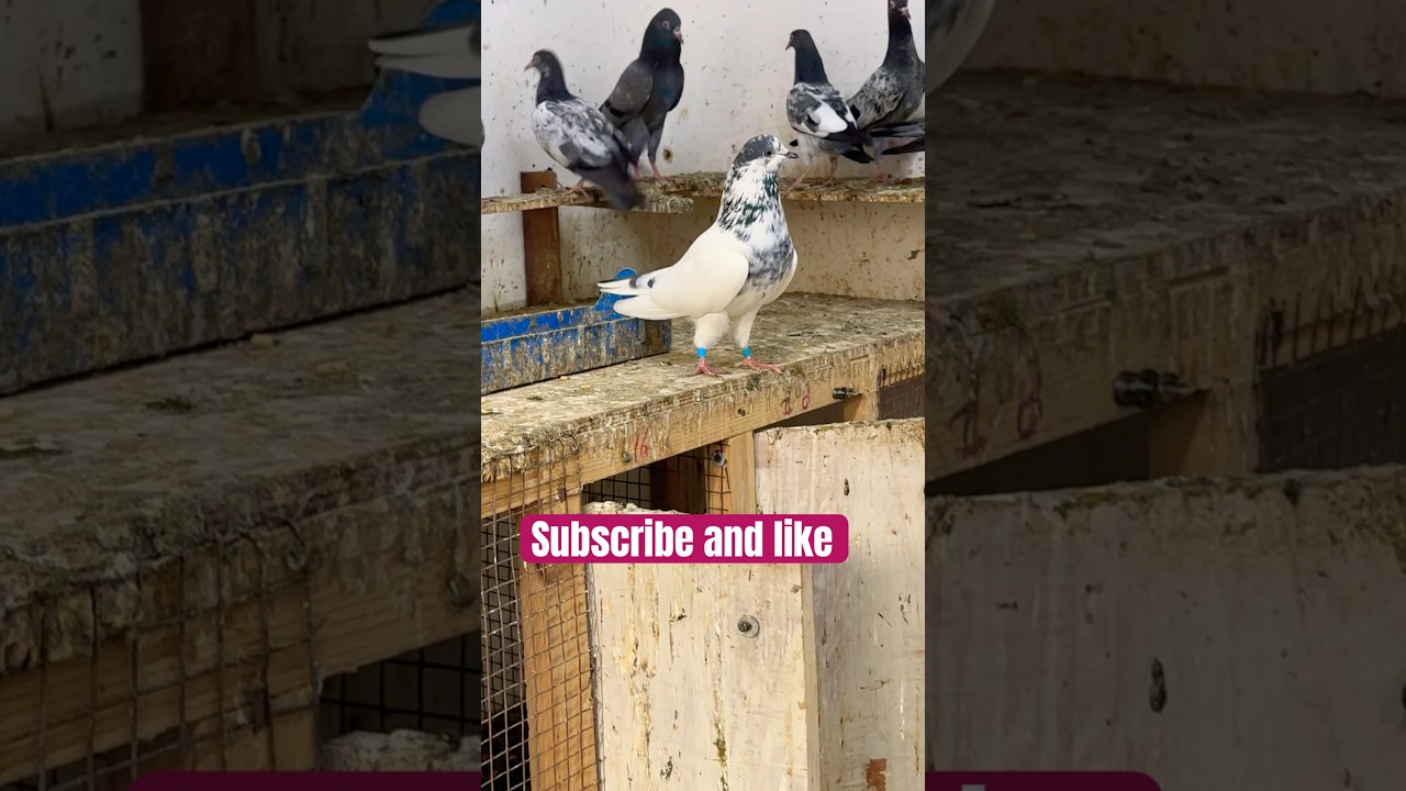 35 WALE KABOOTAR | SIYAL KOTHI KABOOTAR | BATERA KABOOTAR | CALL 8851734589 | #pigeon #kabutar #yt