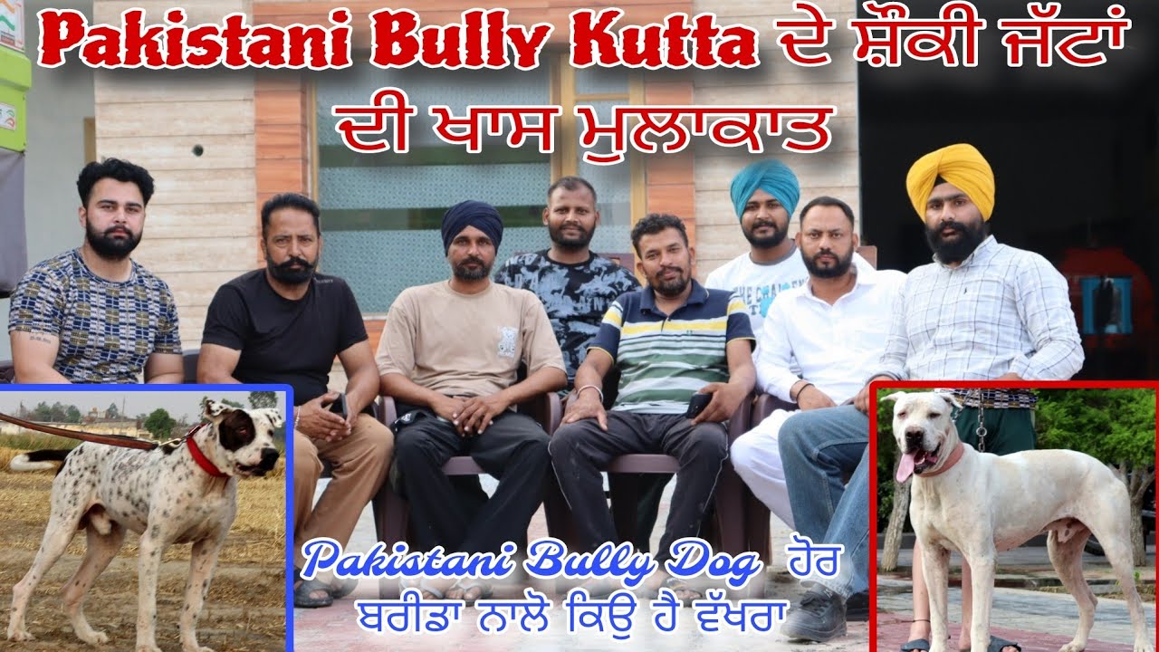 Pakistani Bully Dog Sikander and Jack Interview with Raj Natt / Pakistani Bully Kutta in Punjab