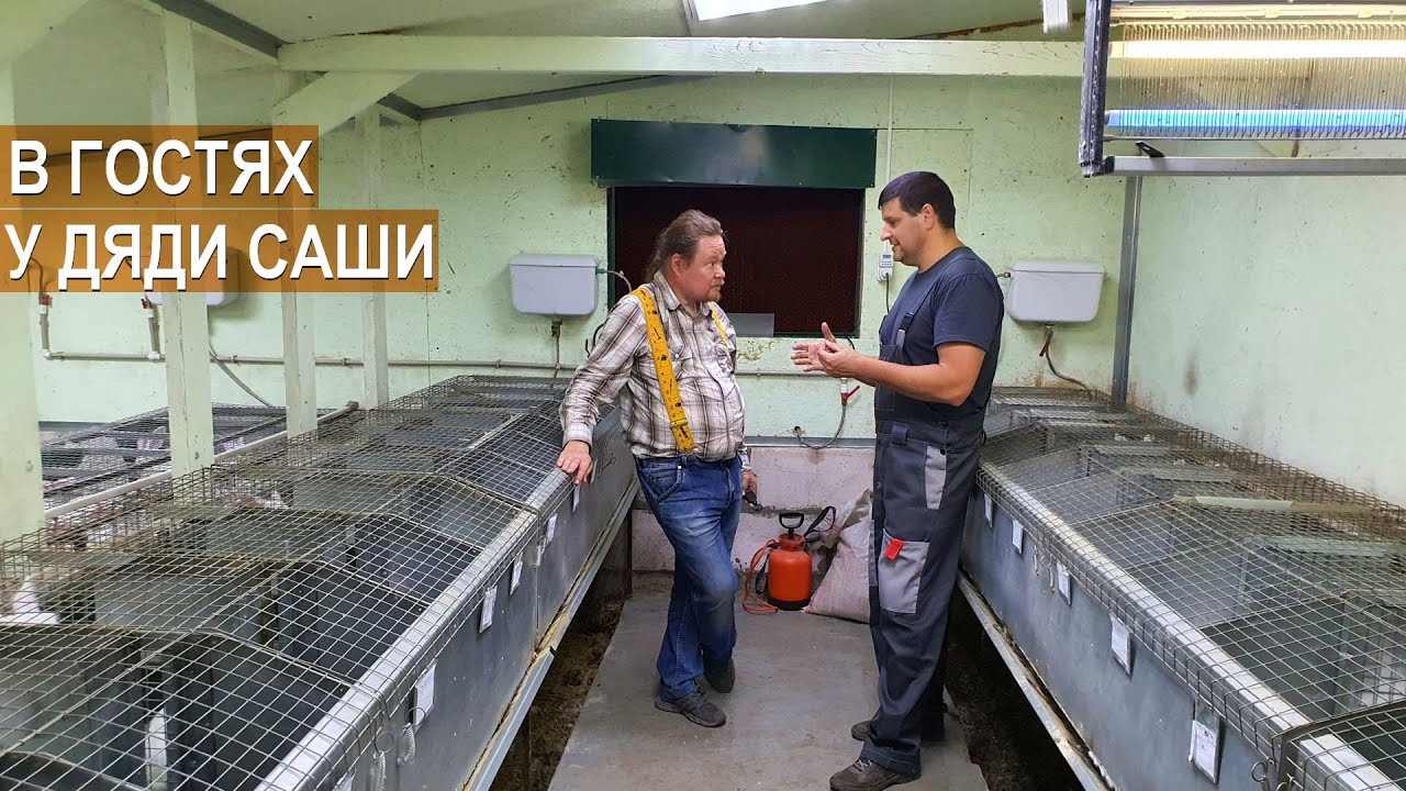 Разведение кроликов на кроликоферме Александра Воронкова