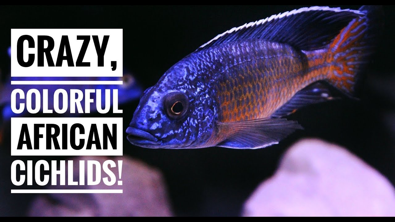 125 GALLON AFRICAN CICHLID AQUARIUM! | A Cinematic Look!
