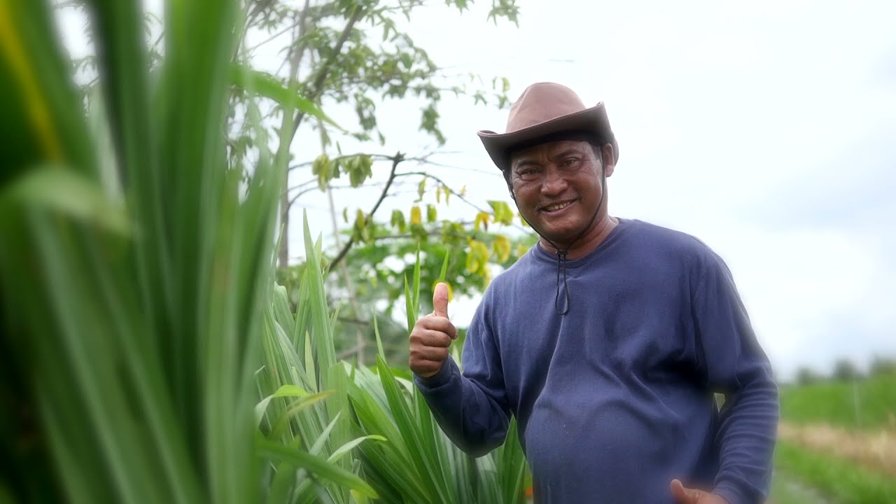 Kisah Kejayaan Usahawan Tanaman Pandan Norzam Bin Mustari