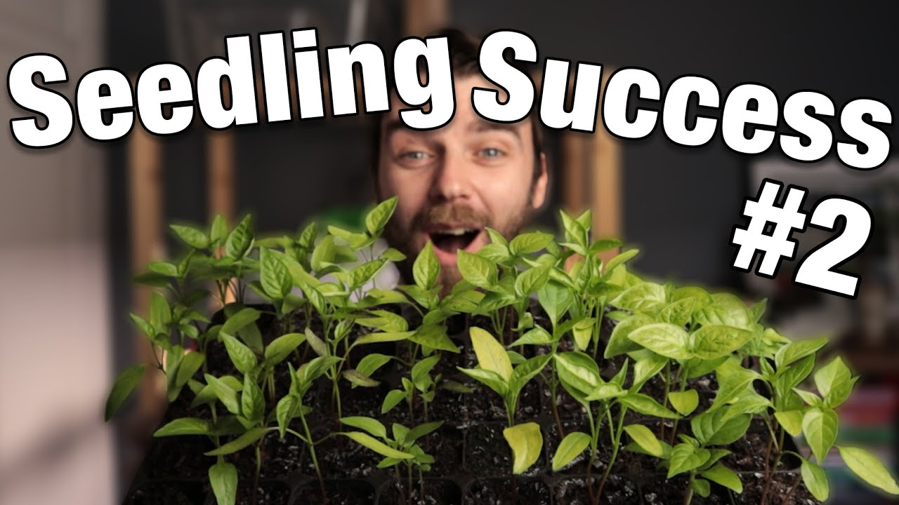 Guide for Perfect Chilli Pepper Seedlings | JBs Chilli Growing Guide Part 2 | Seedling Care