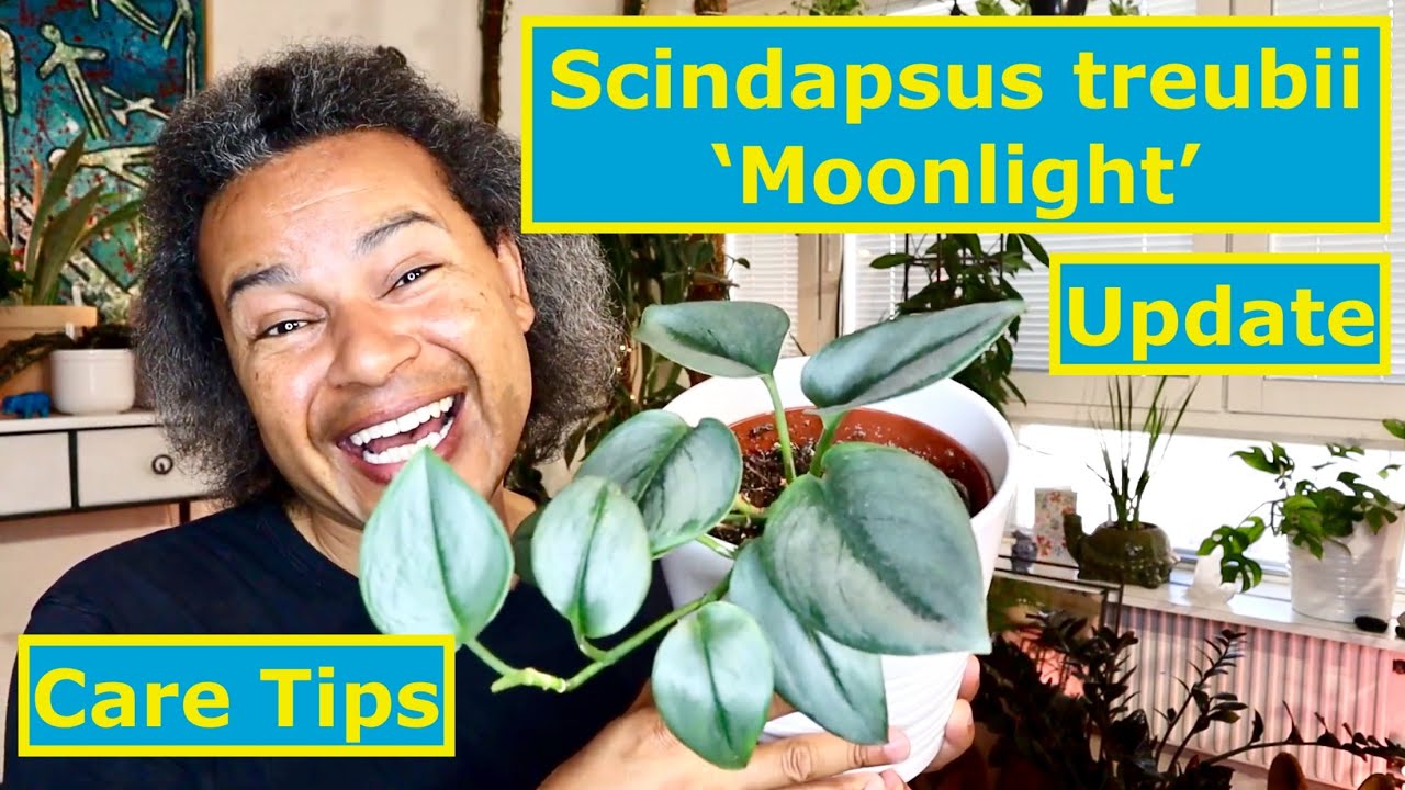 Scindapsus treubii 'Moonlight' - Update & Care Tips