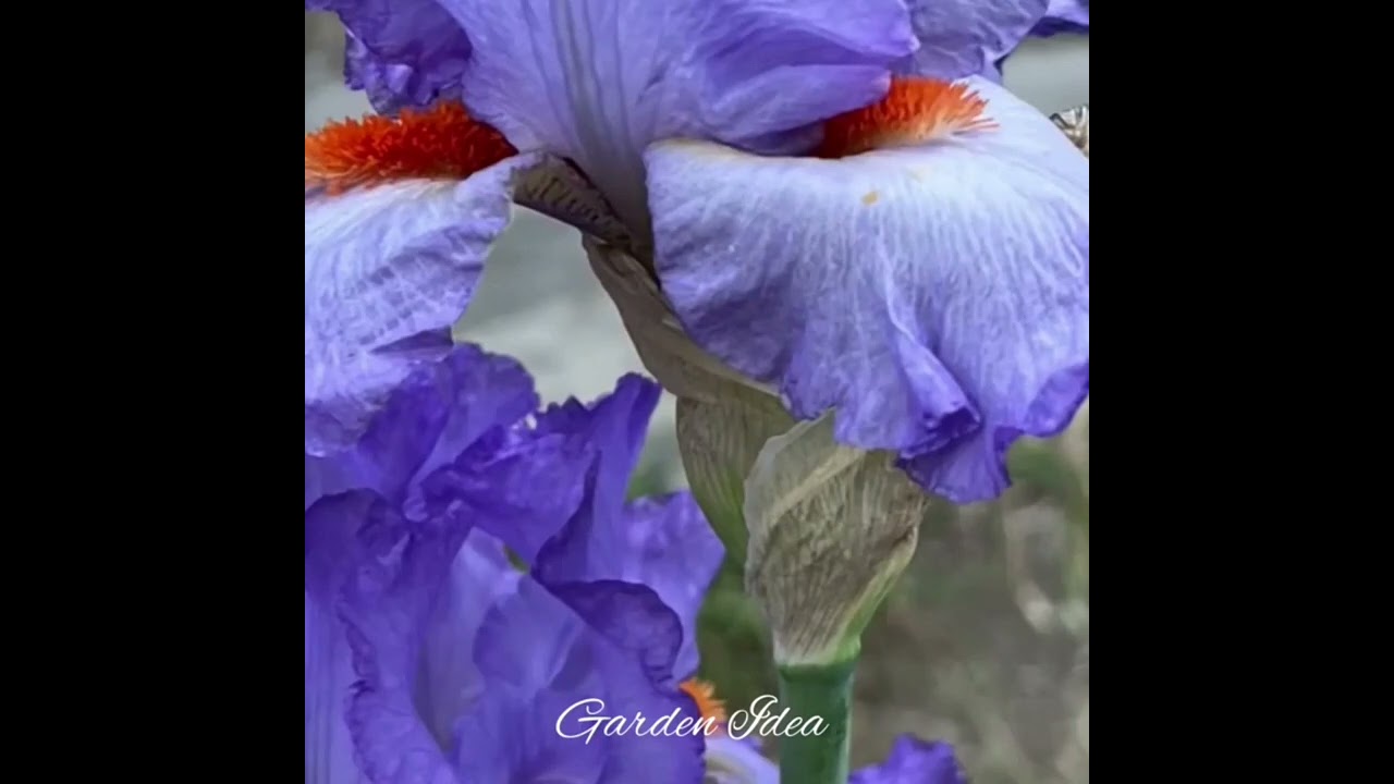 la flor de Romero...sanjuanito...