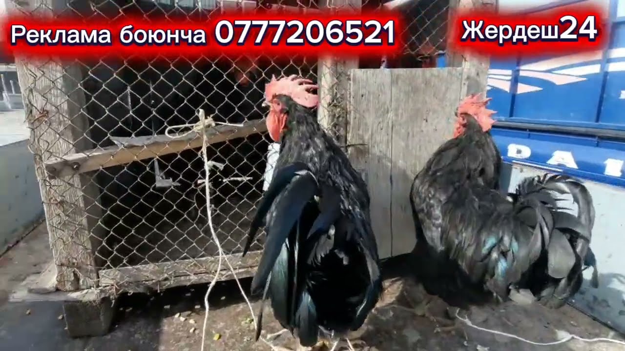 Тоок базар Кызыл-Кыя 08-март 2026 