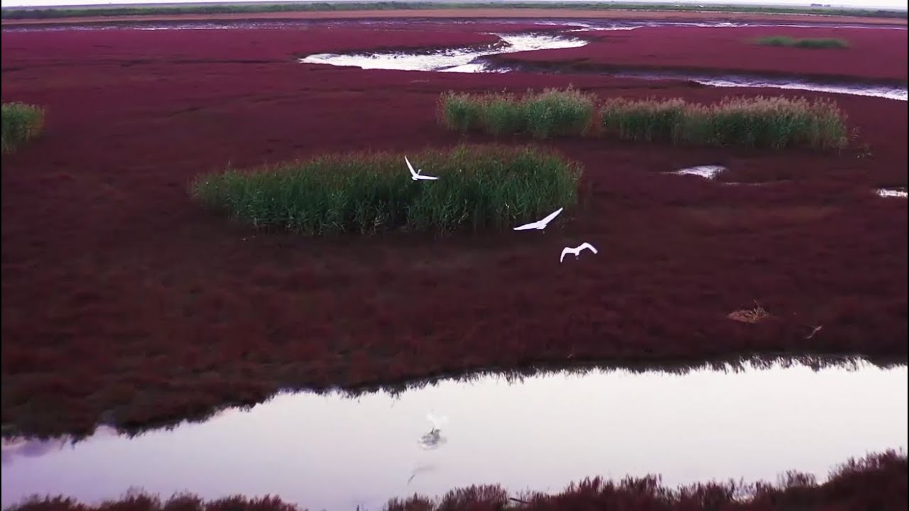 Explore spectacular red beach with rare birds in China's Liaoning