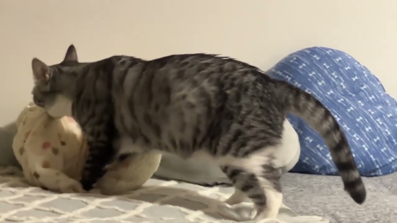 ふみふみのお手本